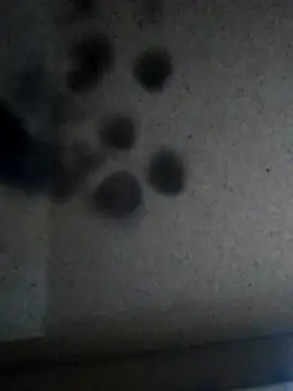 Leocesar37 online show from November 25, 5:57 pm