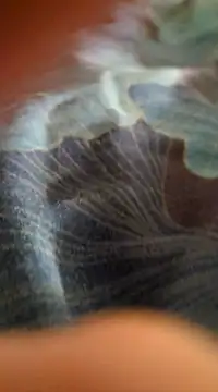 WelshXXX online show from January 20, 10:26 pm