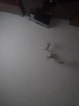 Snapshot of Lauren_Amabel chatting on January 30, 2:04 pm Lauren Amabel online show from January 30, 2:04 pm