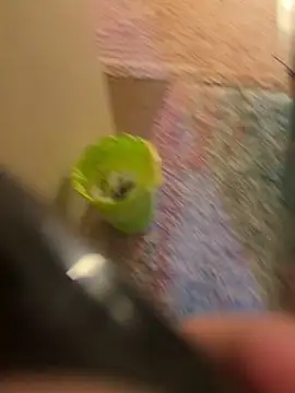 Snapshot of So8nan chatting on November 10, 5:34 pm So8nan online show from November 10, 5:34 pm