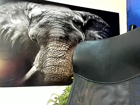 king falconer online show from November 24, 1:38 am