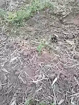 sonotutto online show from October 7, 5:54 pm