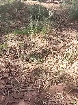 sonotutto online show from October 10, 12:15 pm