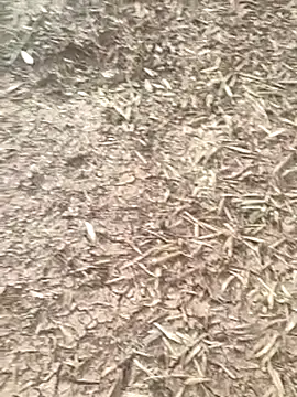 sonotutto online show from October 16, 8:04 am