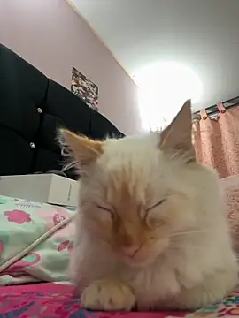 Snapshot of saranghae_ chatting on November 11, 3:50 am saranghae online show from November 11, 3:50 am