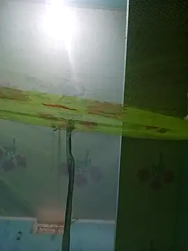 Apkisona8 online show from November 21, 5:28 am