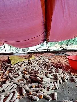 Tin tanny online show from November 27, 12:13 am