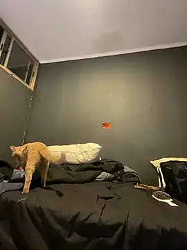 Ignvcivv online show from December 4, 3:38 am