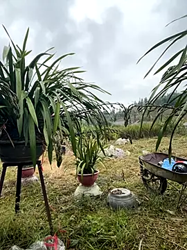 Snapshot of miemie-xx chatting on November 17, 1:11 am miemie-xx online show from November 17, 1:11 am