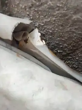 blackhot30 online show from October 12, 7:13 pm