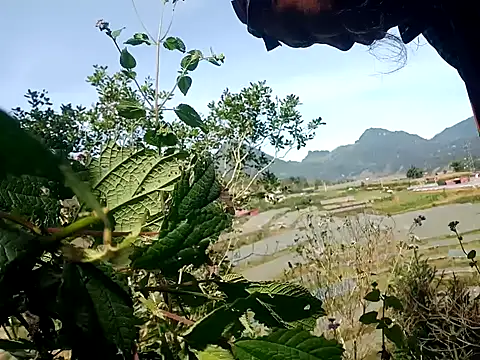 nui-show online show from November 7, 3:50 am