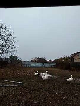 sarpe4 online show from November 2, 6:38 am