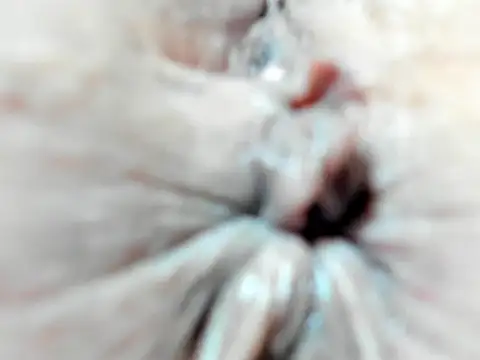 foxy-porn1 online show from February 3, 9:07 pm