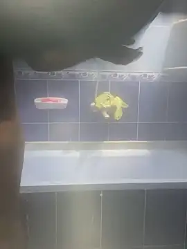 Arabien Pharaoh- online show from February 12, 3:18 am