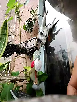 Snapshot of k_lebannon chatting on February 9, 8:56 pm k lebannon online show from February 9, 8:56 pm