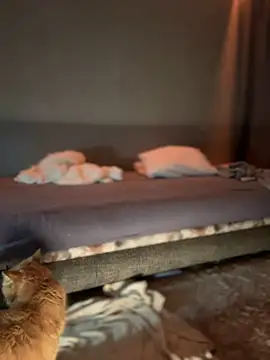 Bastet online show from January 16, 7:31 pm