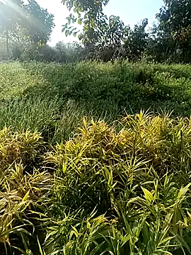 Desi Rider Aadi online show from December 30, 3:47 am