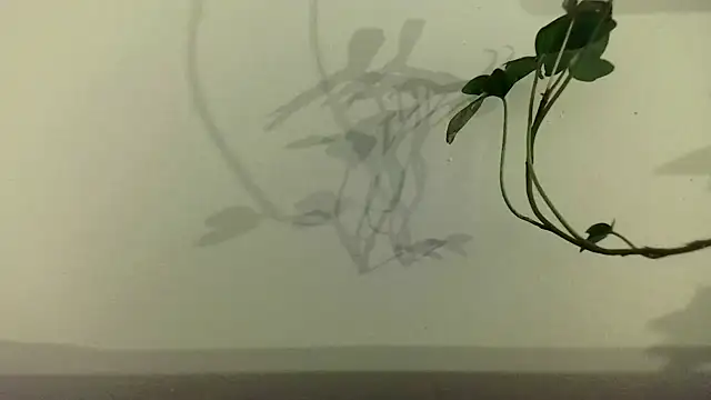 fdd13 online show from February 18, 6:37 pm