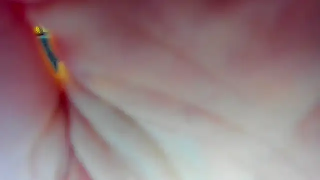 Katrina Minchels online show from January 18, 11:11 am